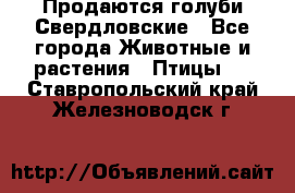 Продаются голуби Свердловские - Все города Животные и растения » Птицы   . Ставропольский край,Железноводск г.